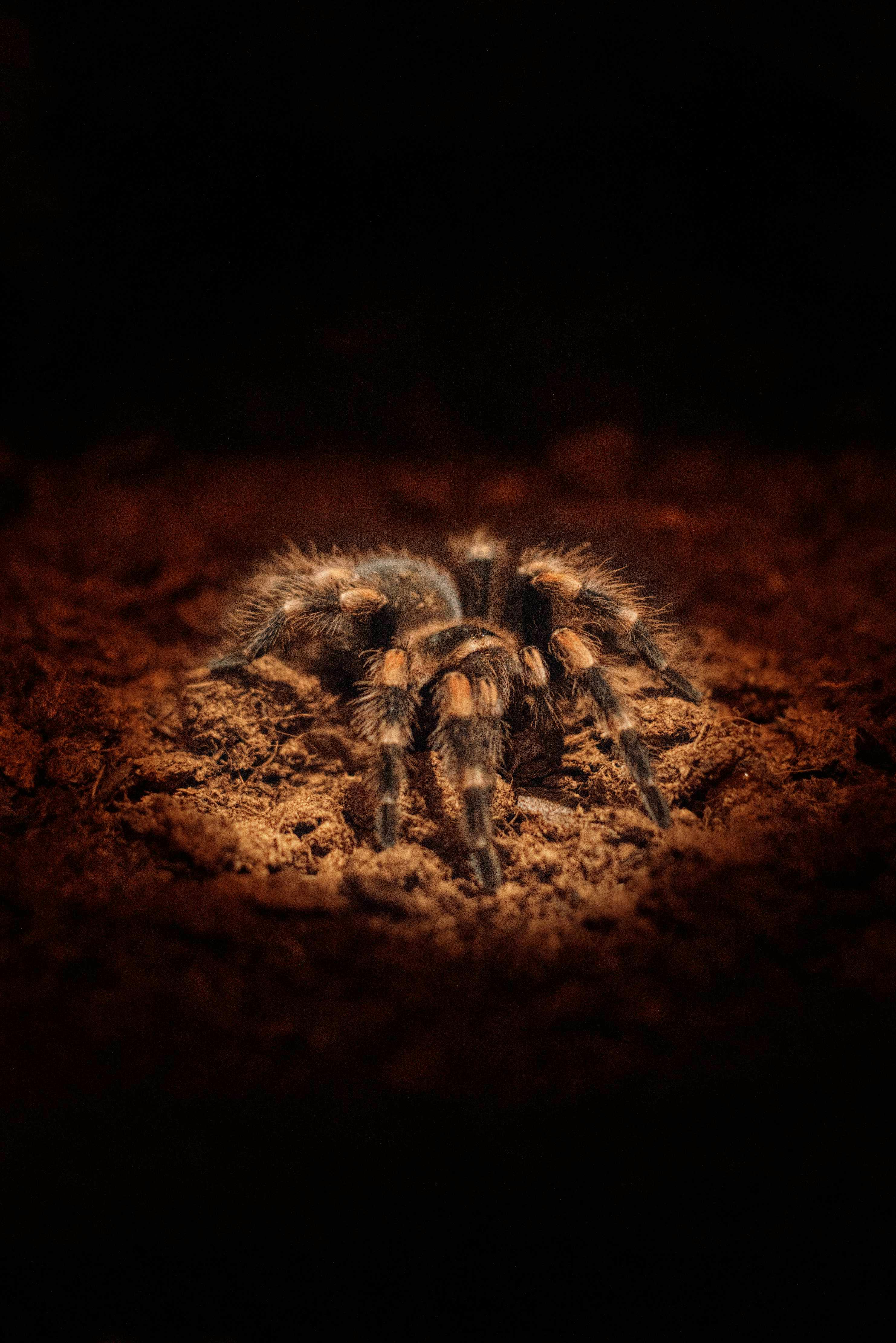 Selenocosmia