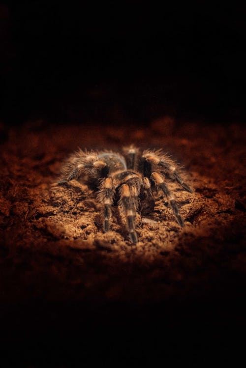 Δωρεάν στοκ φωτογραφιών με brachypelma hamorii, άγριος, αράχνη