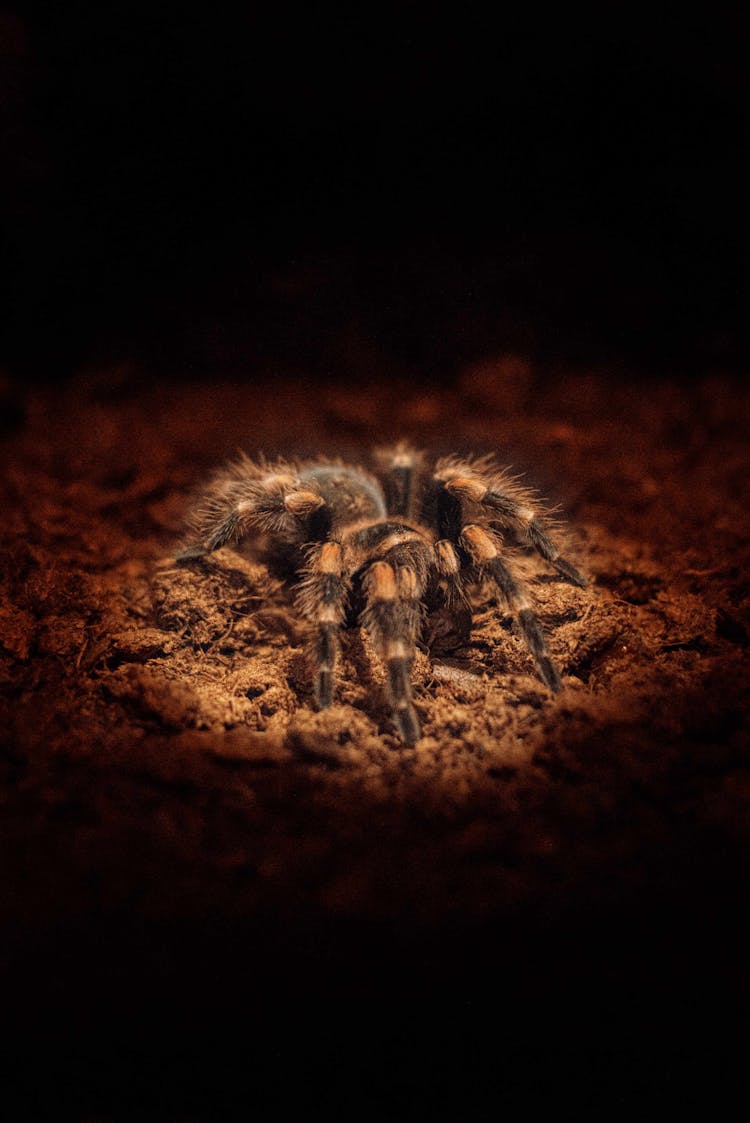 Close-up Photo Of Brachypelma Hamorii