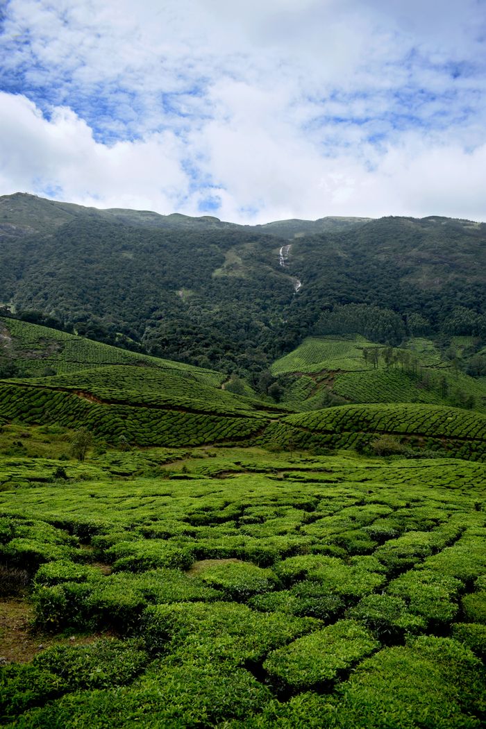 Scenic view of a lush green valley with tea estates in Munnar, Kerala