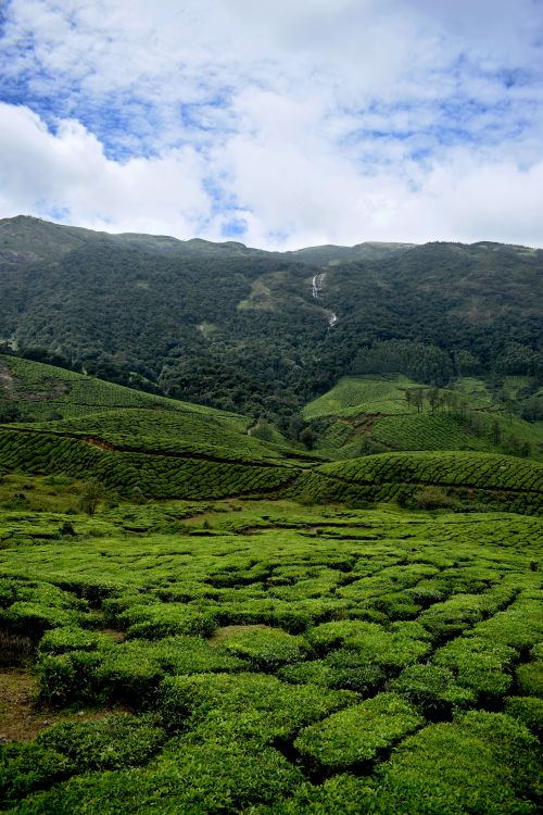 Free Scenic view of vibrant tea plantations in Munnar, Kerala, India under a clear sky. Stock Photo