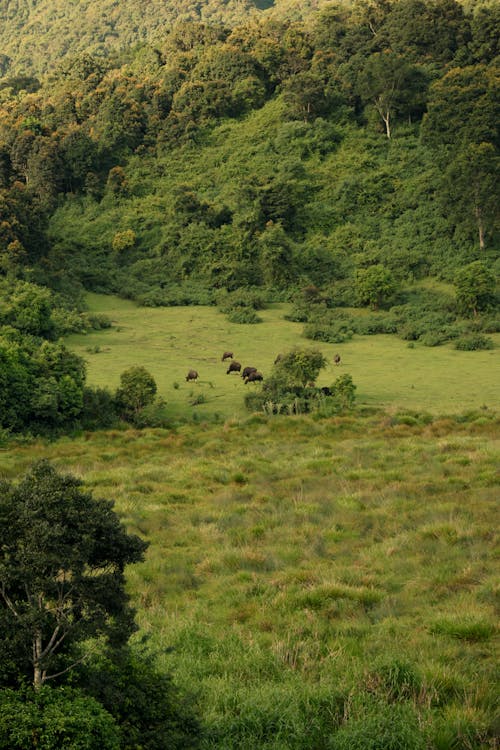 Herd of Animals on Pasture Grass