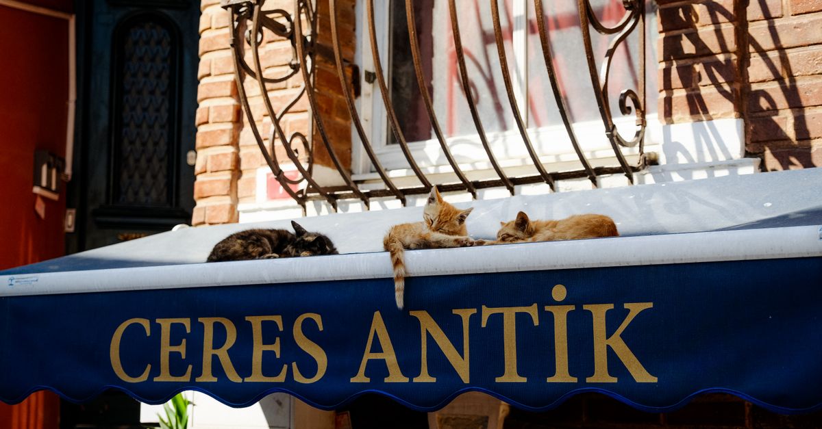 Foto de Dugil pet center