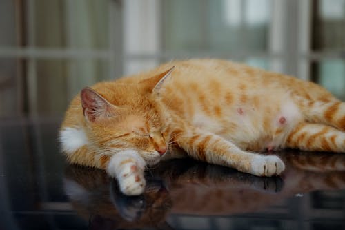 Foto profissional grátis de animal, bonitinho, dentro de casa