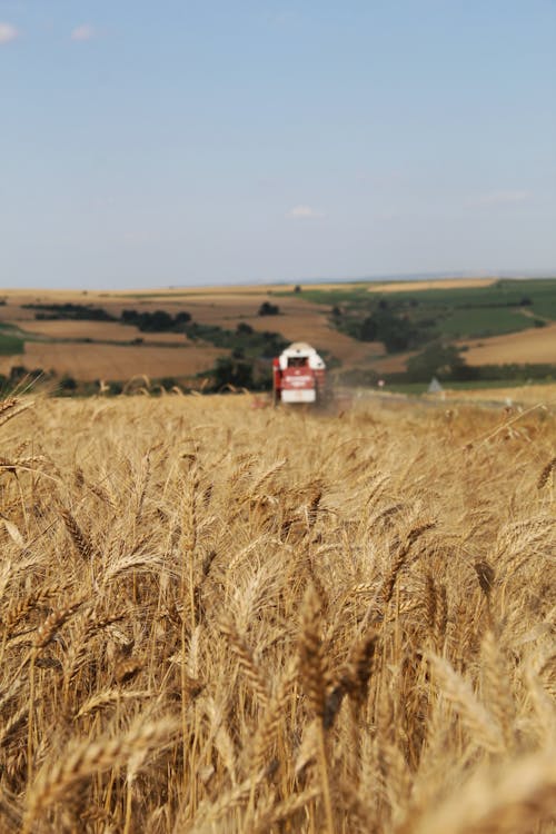 Imagine de stoc gratuită din câmp, cereale, fotografiere verticală