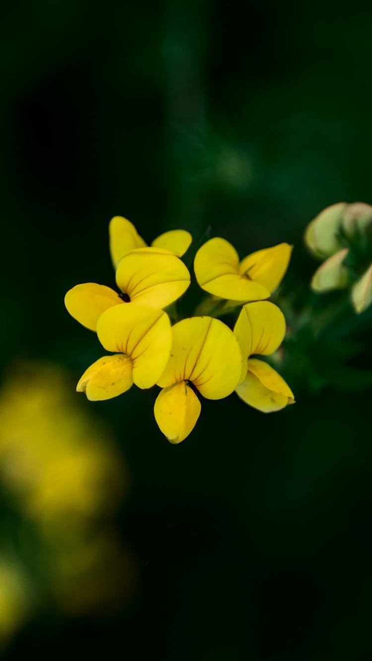 Yellow Flowers Growing On Tree On Blur Background