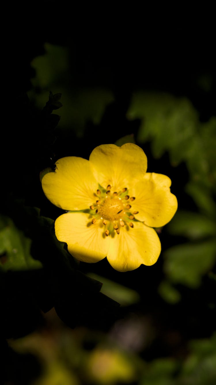 Yellow Flower In Bloom