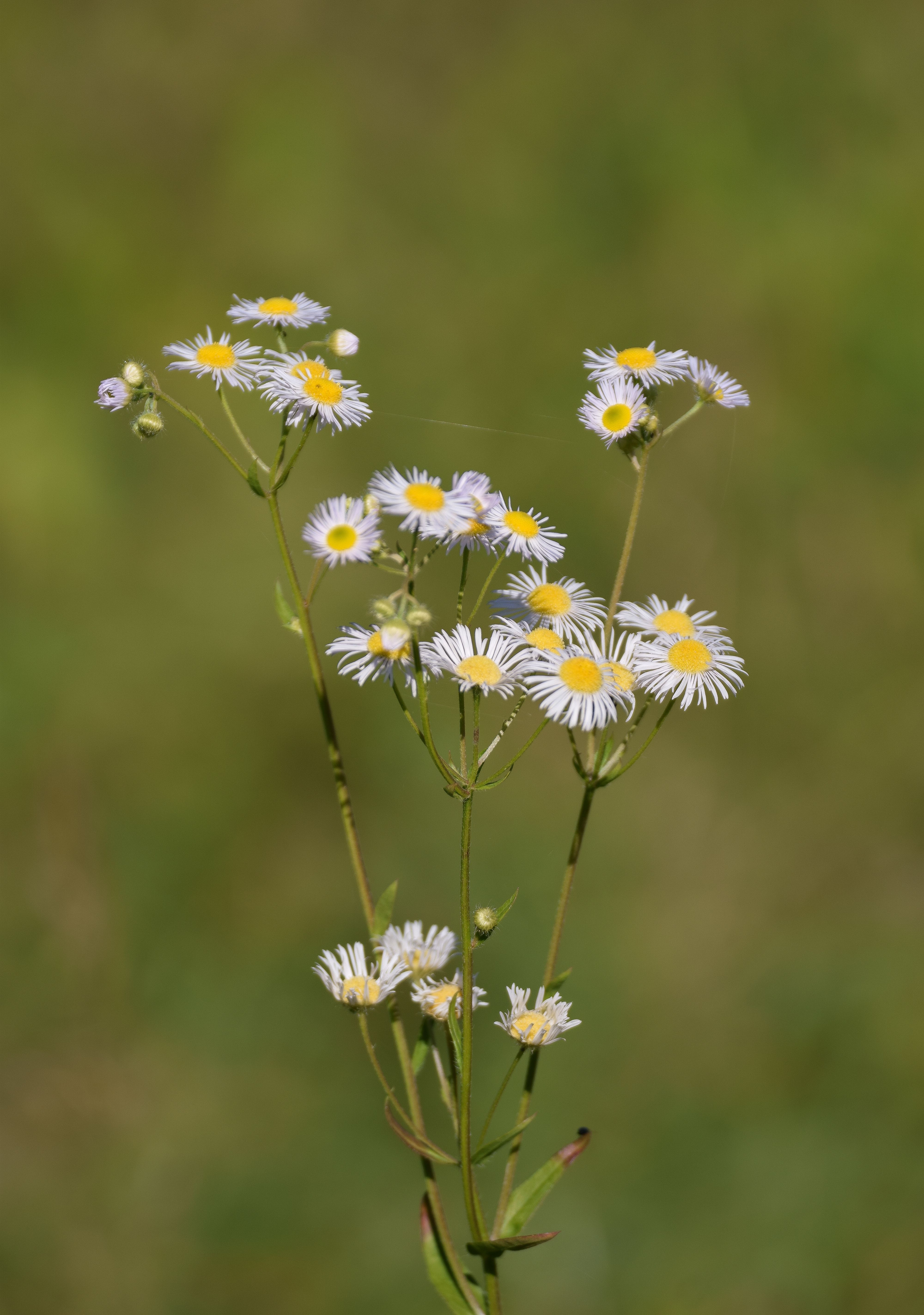 Flowers in Close Up Photography · Free Stock Photo