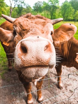 Humorous close-up of a cow's face, capturing its curious and playful expression.