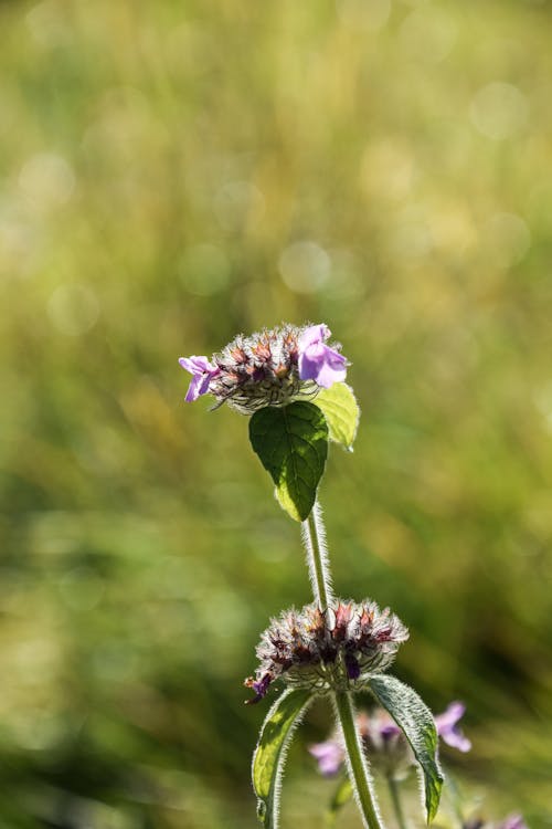Fotobanka s bezplatnými fotkami na tému divoká bazalka, hĺbka ostrosti, kvitnúca rastlina