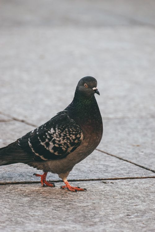 Free A close-up photo of a pigeon standing on urban pavement, showcasing its detailed feathers. Stock Photo