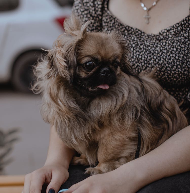 Dog Sitting On Woman Lap