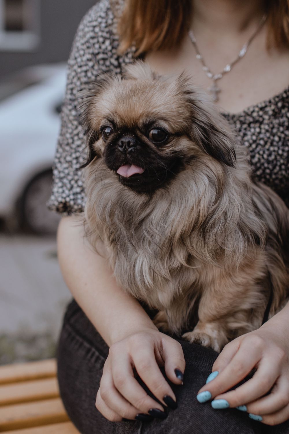 Dog Trembling in Your Lap? Cold, Stress, Pain or Emergency? - 2