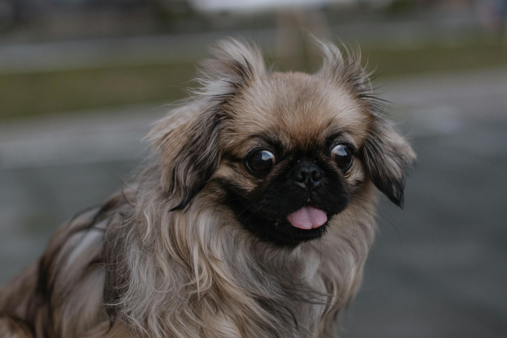 Pekingese Dog Sitting