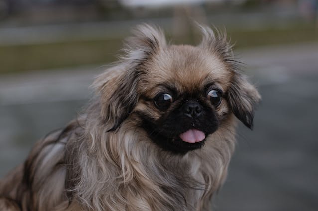 Pekingese Pug Mix Dog: Essential Care and Ownership Tips