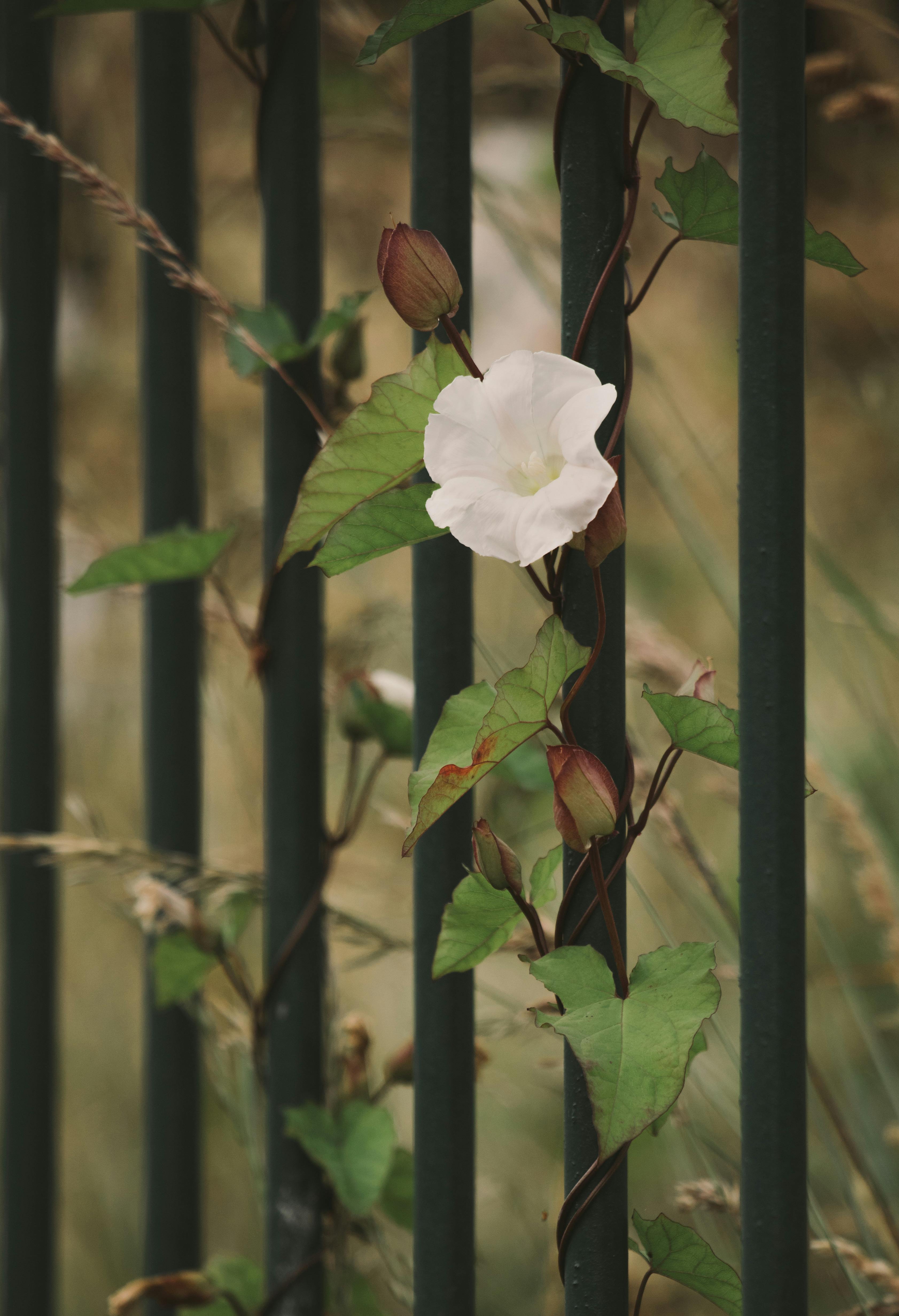 White Flower With Green Leaves · Free Stock Photo