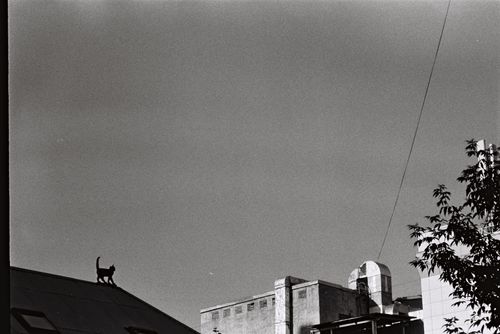 Free Black and white image featuring a cat silhouetted against a city skyline, highlighting urban solitude. Stock Photo