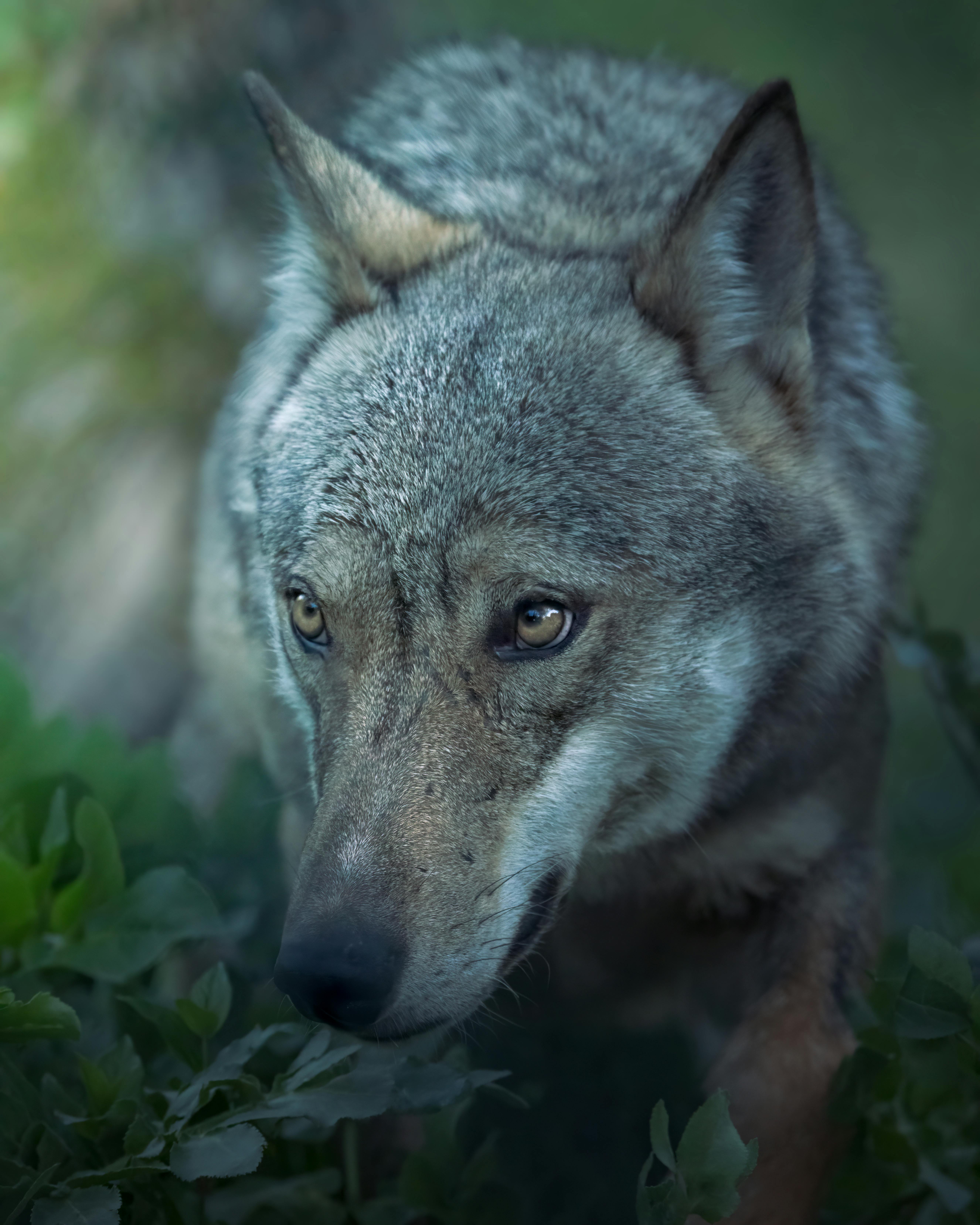 eurasian wolf near the green plants