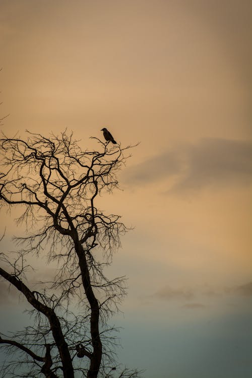 Fotos de stock gratuitas de árbol desnudo, hora dorada, pájaro