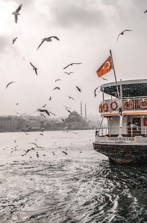 Fotos de stock gratuitas de bandada de pájaros, barca, barco