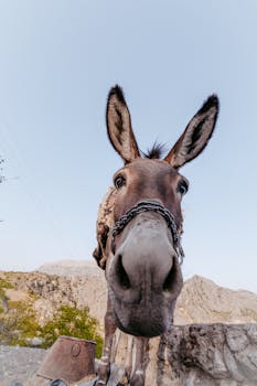 Close-up of a cute mule with chain in the countryside during the day.