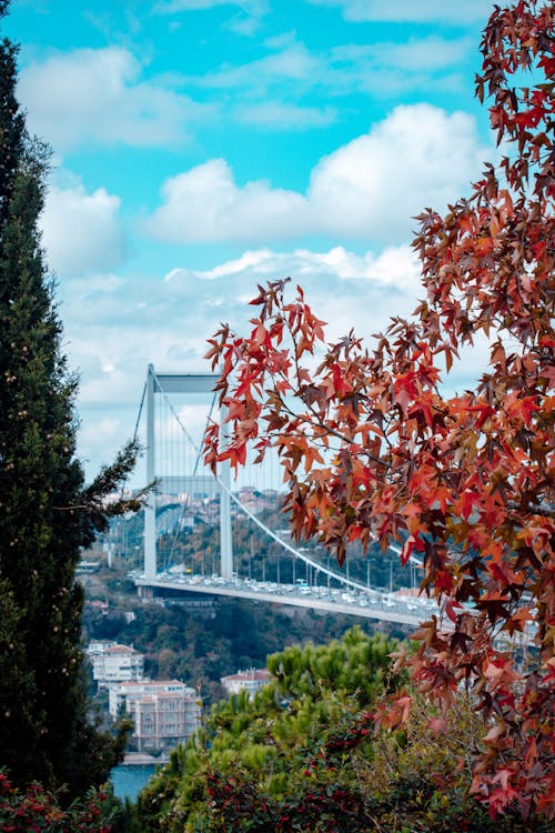 Fotos de stock gratuitas de árbol de arce, arboles, caer