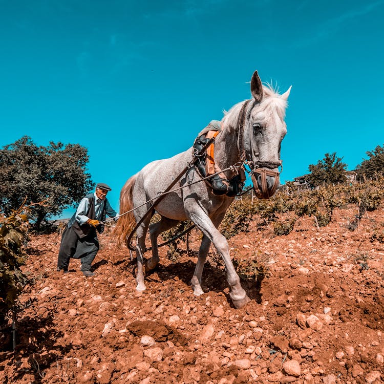 Senior Farmer Plowing A Field With A Horse Plow