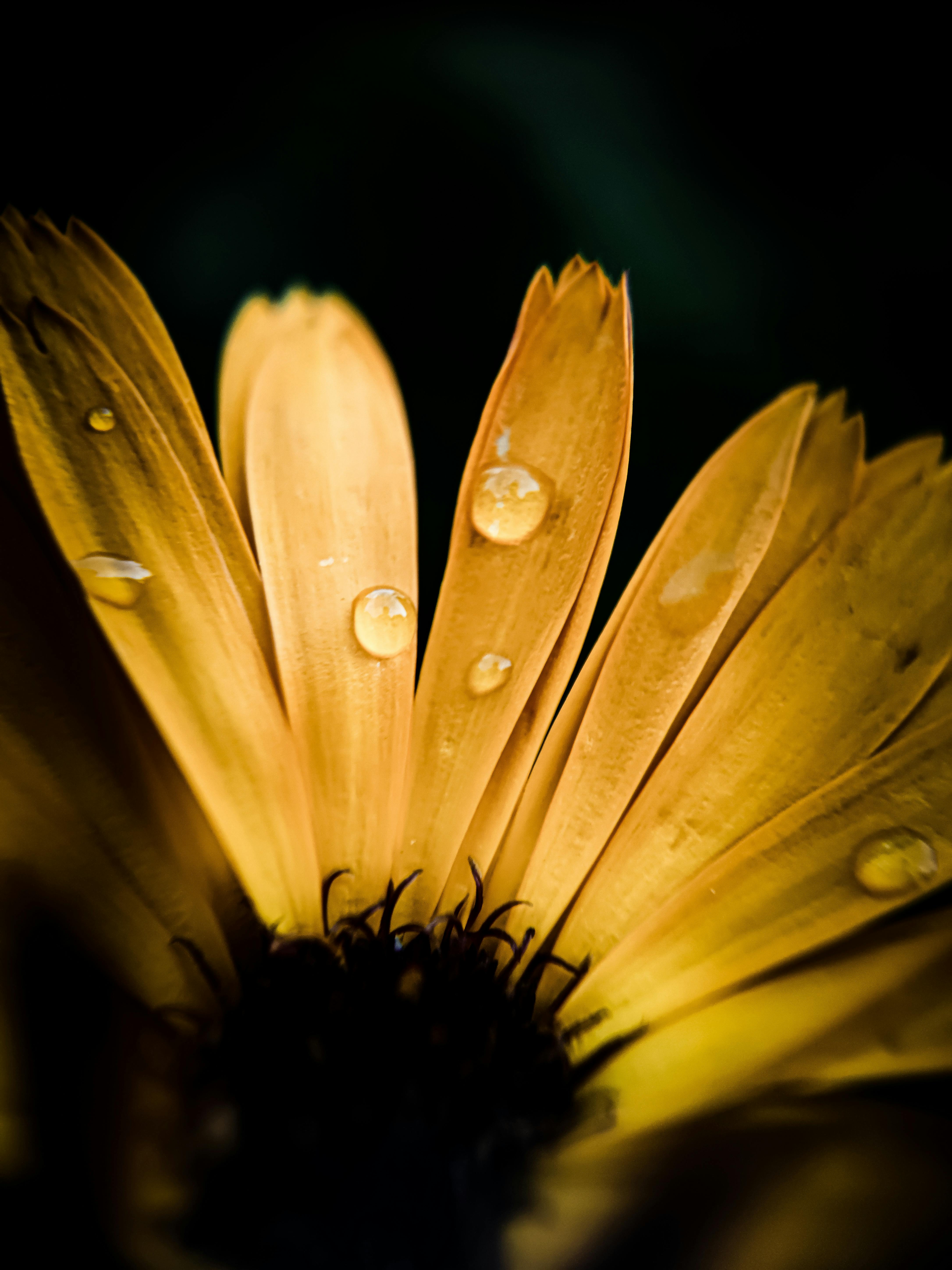 Macro shot of yellow flower petals with dew drops creating a fresh natural look.