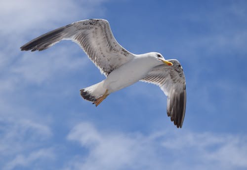 Free Low Angle shot of an Airborne Seagull Stock Photo