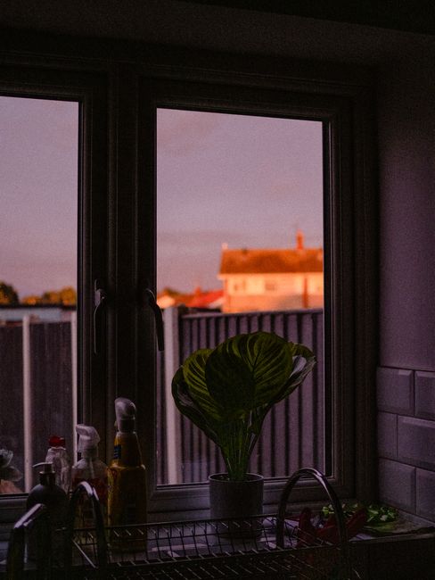 Warm twilight scene of a window view with houseplants and a glimpse of neighboring buildings.