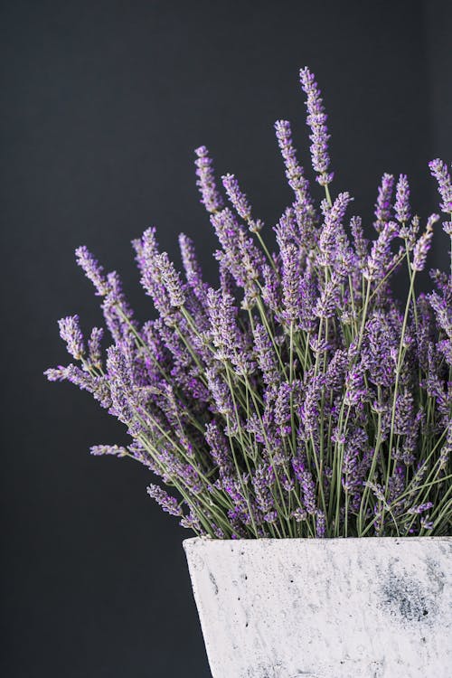 Purple Lavender Growing in a Plant Pot