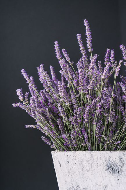 A stunning close-up of lavender flowers in a rustic white pot against a dark background.