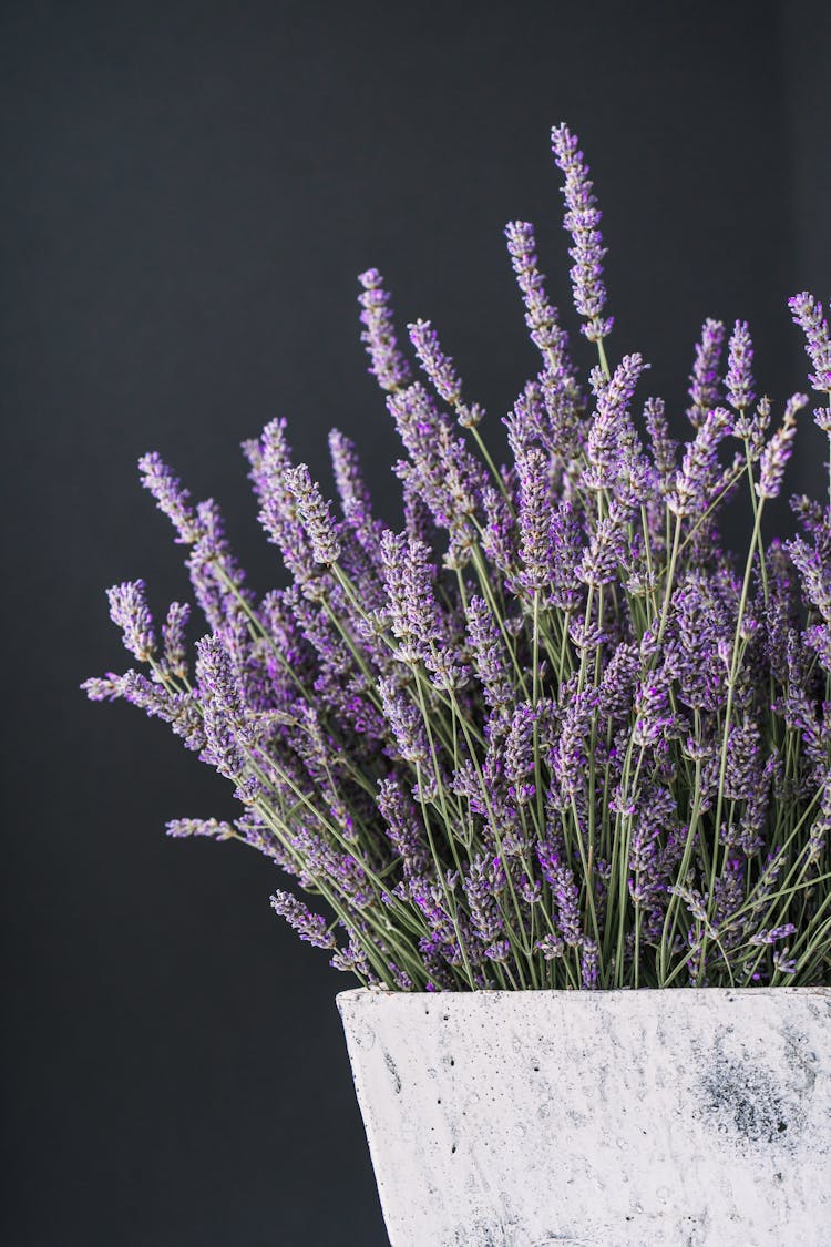 Purple Lavender Growing In A Plant Pot