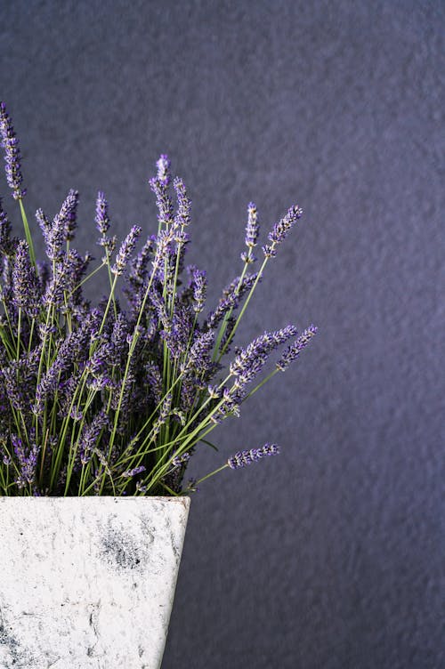 Purple Lavender Growing in a Plant Pot