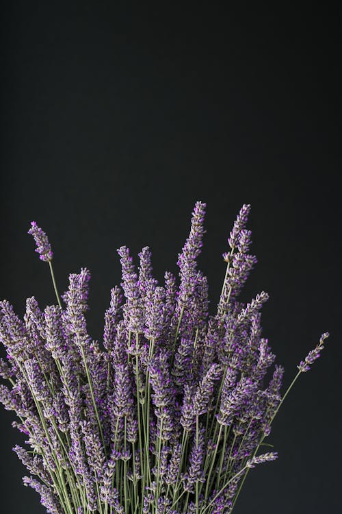 Close-up of Purple Lavender