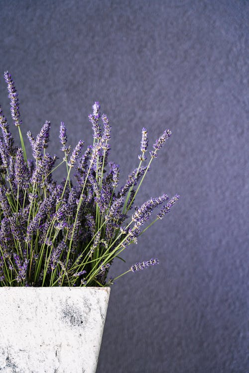 Purple Flowers in a White Ceramic Pot