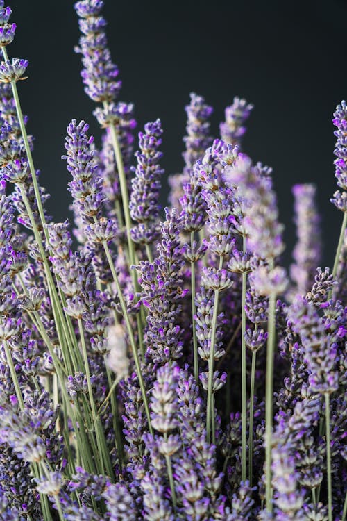 Close-up of Purple Lavender Plants