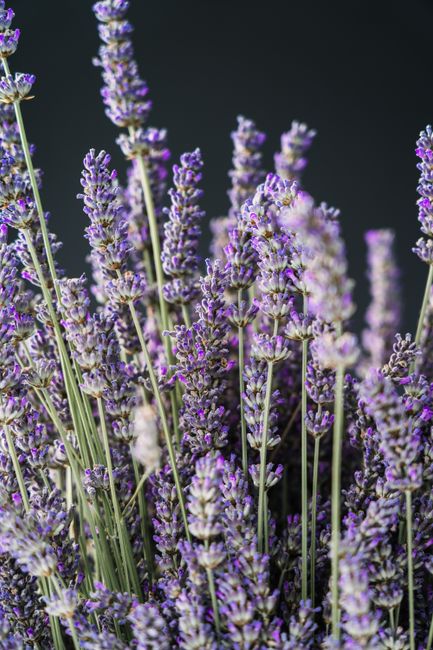 Detailed image showcasing the delicate lavender flowers, perfect for nature themes.