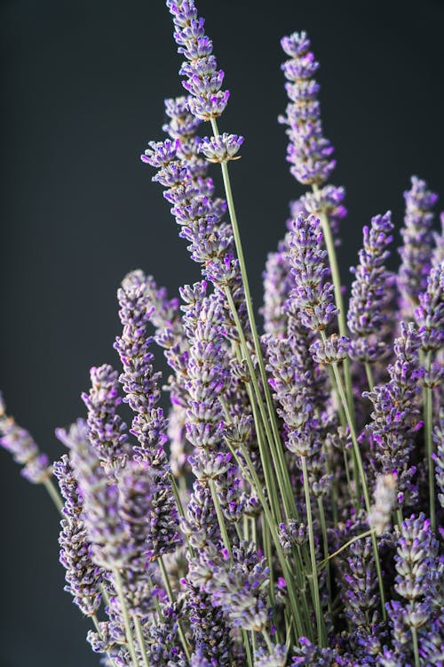 Purple Lavender Flowers in Black Background