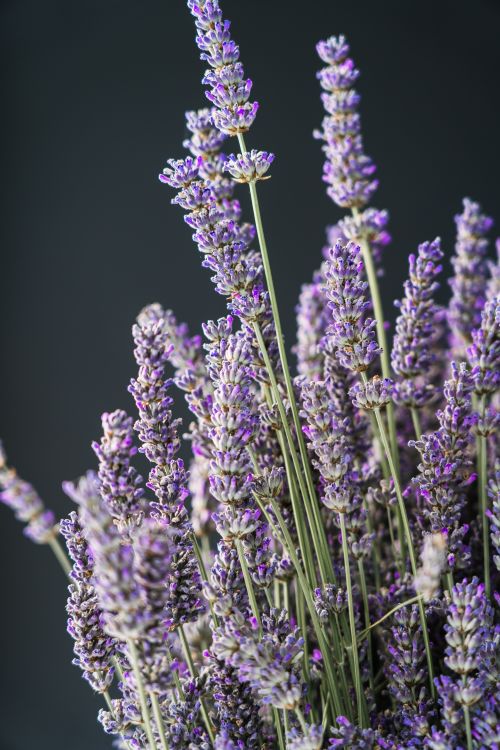Free Vibrant lavender flowers in bloom on a dark background, showcasing their purple hue and aromatic beauty. Stock Photo