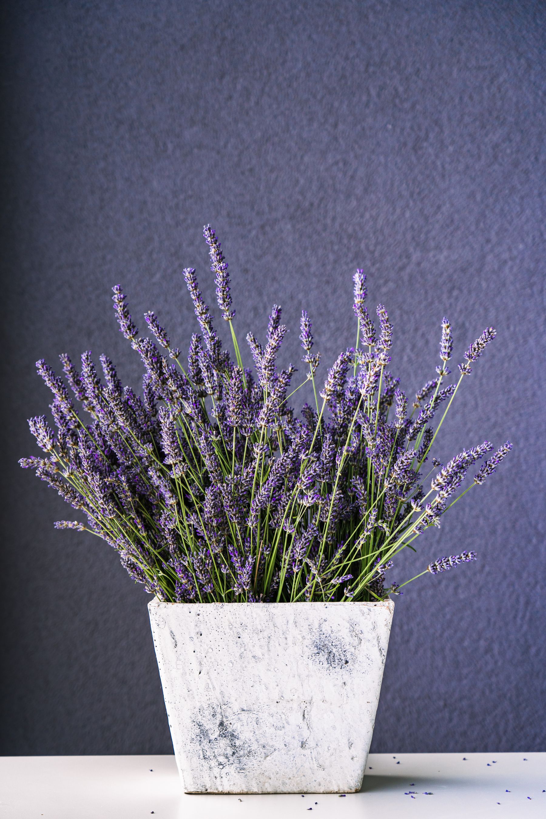 What About Lavender in August? — lavender pruning and care
