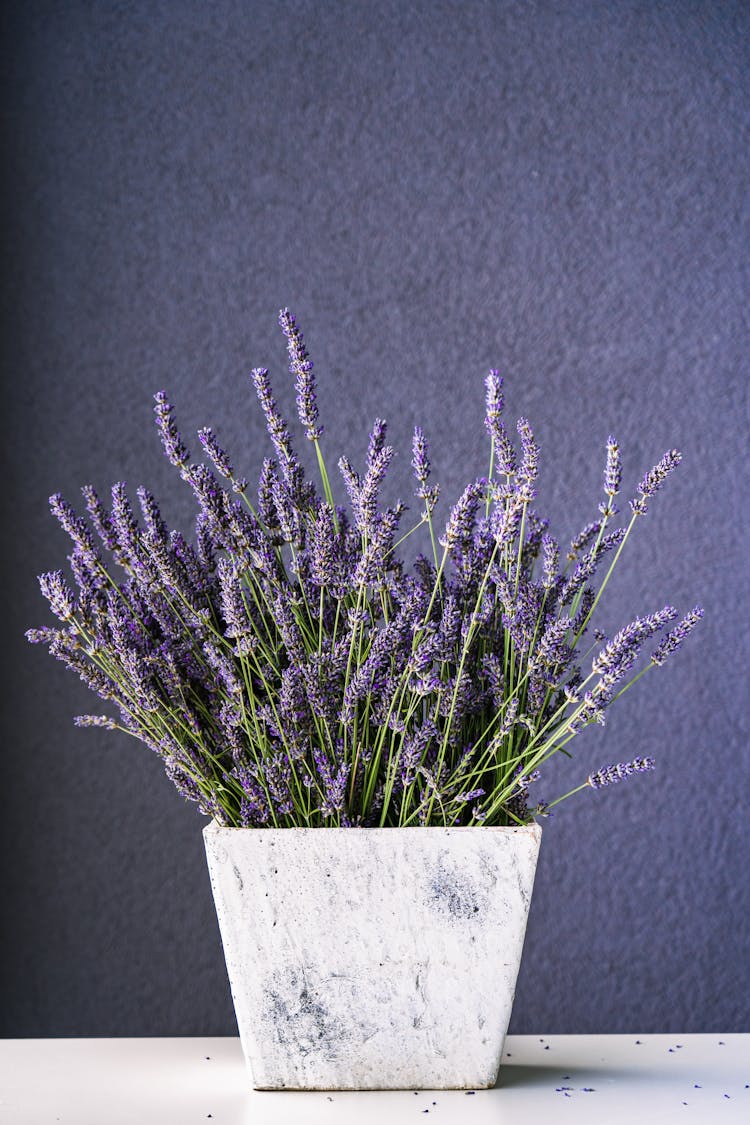 Plant Pot With Lavender Against A Purple Wall