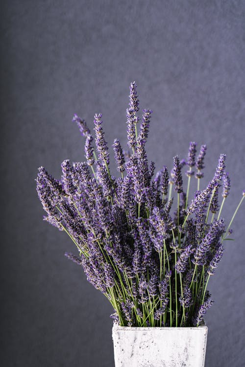 Plant Pot with Lavender Against a Purple Wall