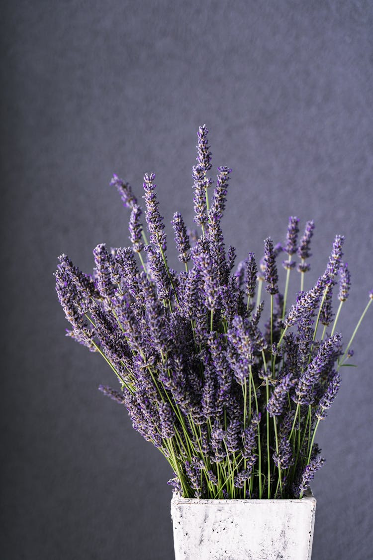 Plant Pot With Lavender Against A Purple Wall