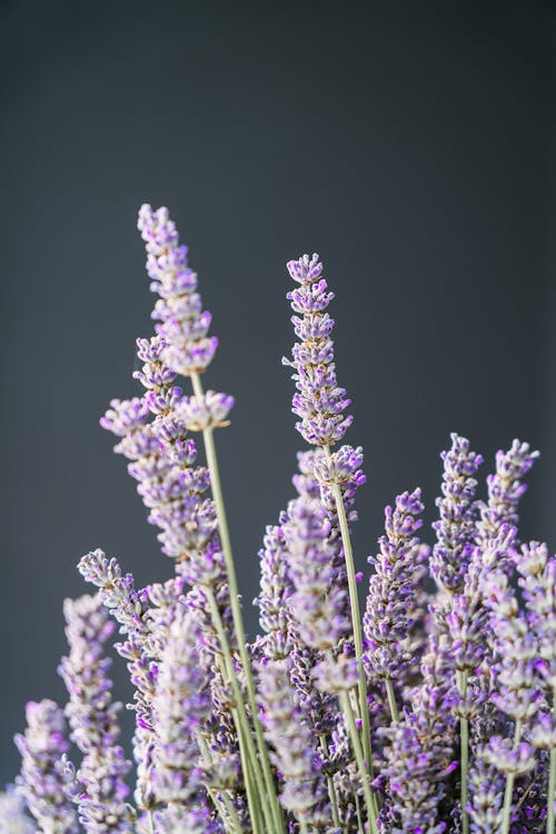 Purple Flowers With Green Stems 