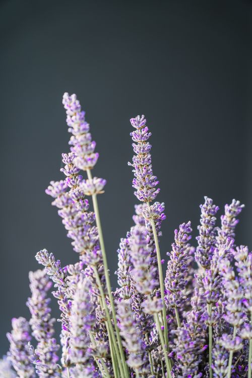 Free A serene close-up of lavender flowers showcasing their aromatic purple hues against a neutral background. Stock Photo