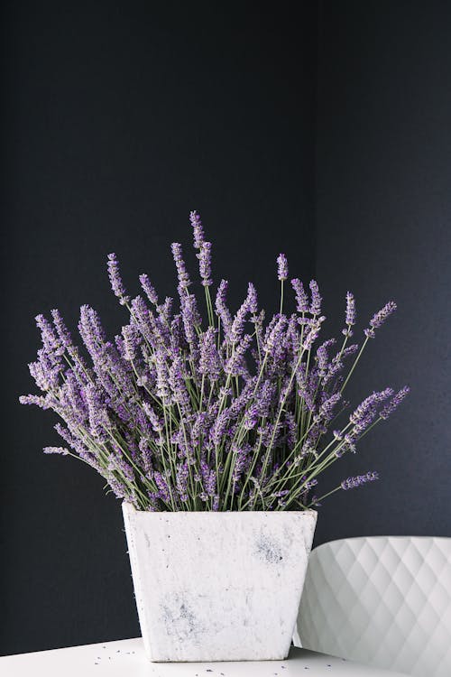 Plant Pot with Lavender Against a Purple Wall