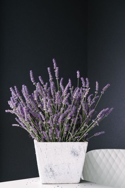Free Lavender plant in a rustic white pot set against a dark backdrop, showcasing natural beauty and elegance. Stock Photo