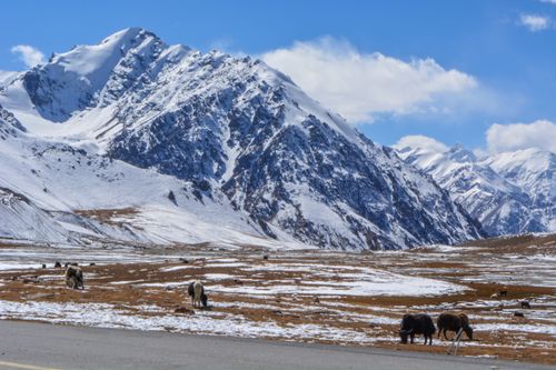 Free Stunning view of snow-capped mountains and grazing yaks in Khunjerab, Pakistan. Stock Photo