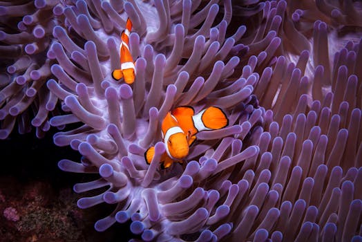 Colorful clownfish nestled in a stunning purple sea anemone underwater in Palau.